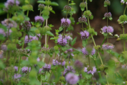 Mentha pulegium Polei bestellen